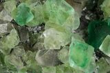 Apple-Green Fluorite Crystals with Smoky Quartz - Fluorescent! #348144-3